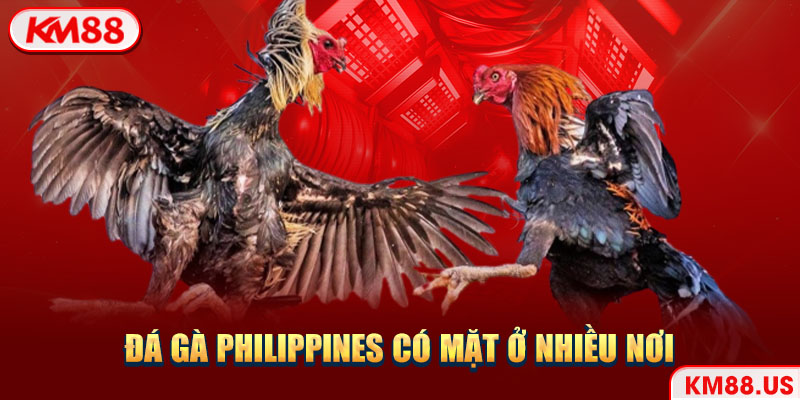 Đá gà Philippines có mặt ở nhiều nơi