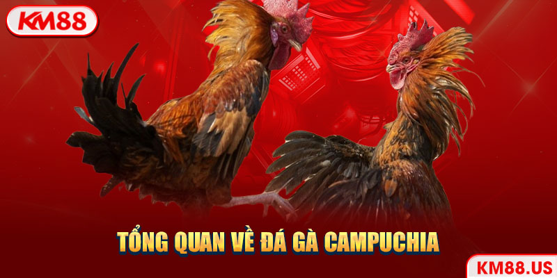 Tổng quan về đá gà Campuchia