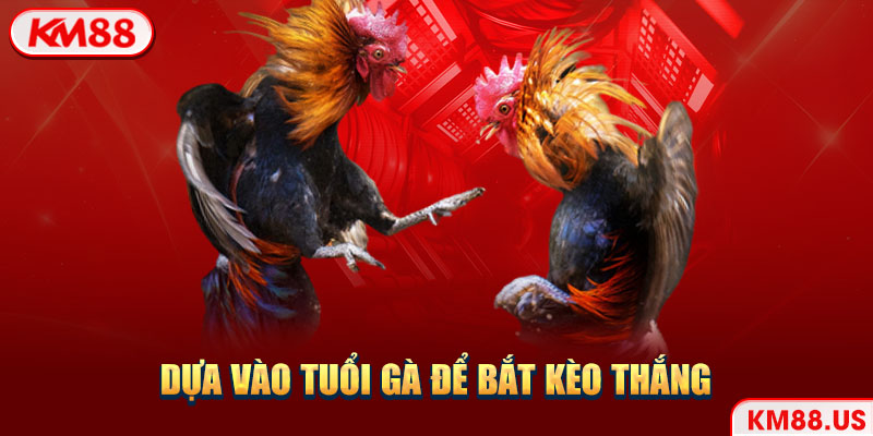 Dựa vào tuổi gà để bắt kèo thắng